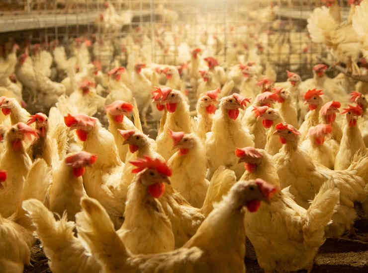 allevamento intensivo pollo contaminazione