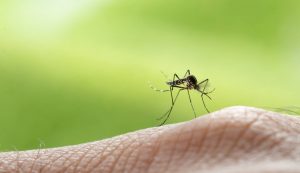 zanzare e i cibi da evitare