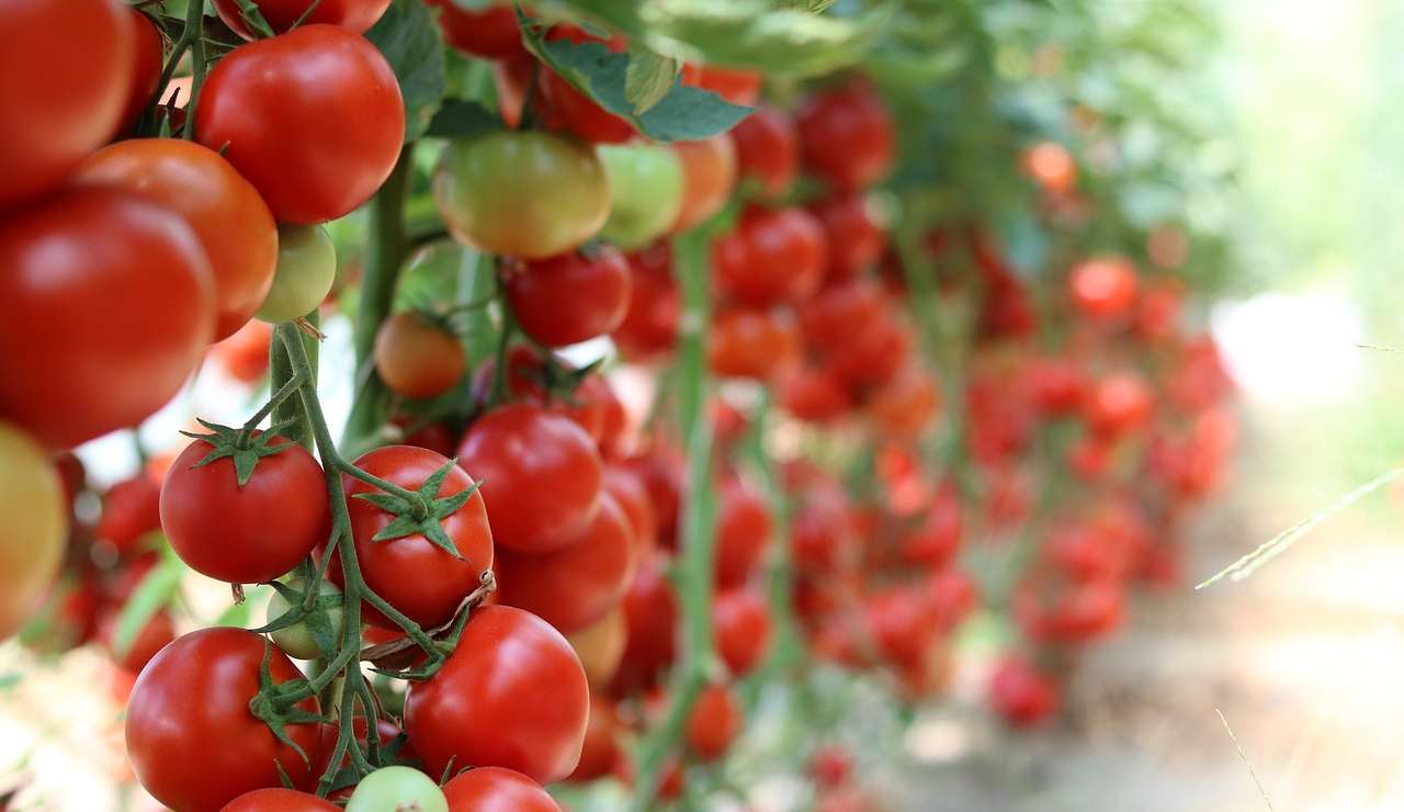 pomodori pomodorini varietà ortaggi