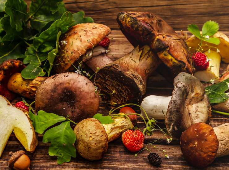 Sugo alla boscaiola funghi varietà porcini