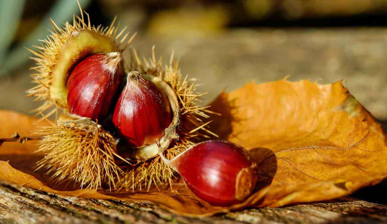 conservazione castagne