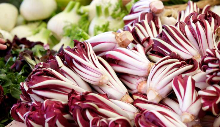 radicchio varietà