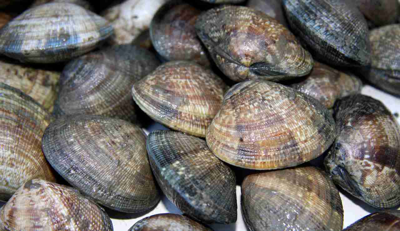 Come eliminare la sabbia dalle vongole