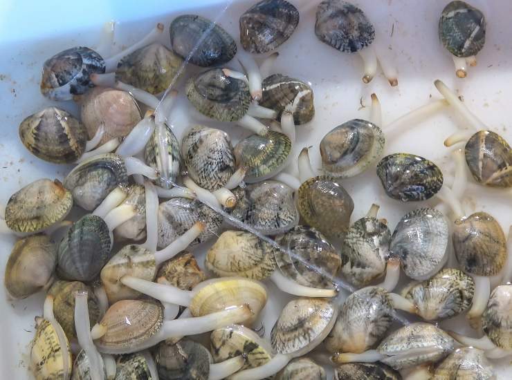 Il trucco per far uscire la sabbia dalle vongole