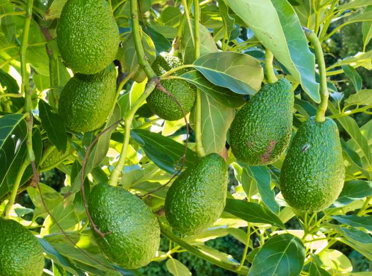 Benefici dell'avocado pianta foglie