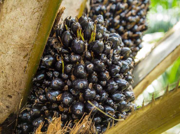 Come è fatto l'olio di palma