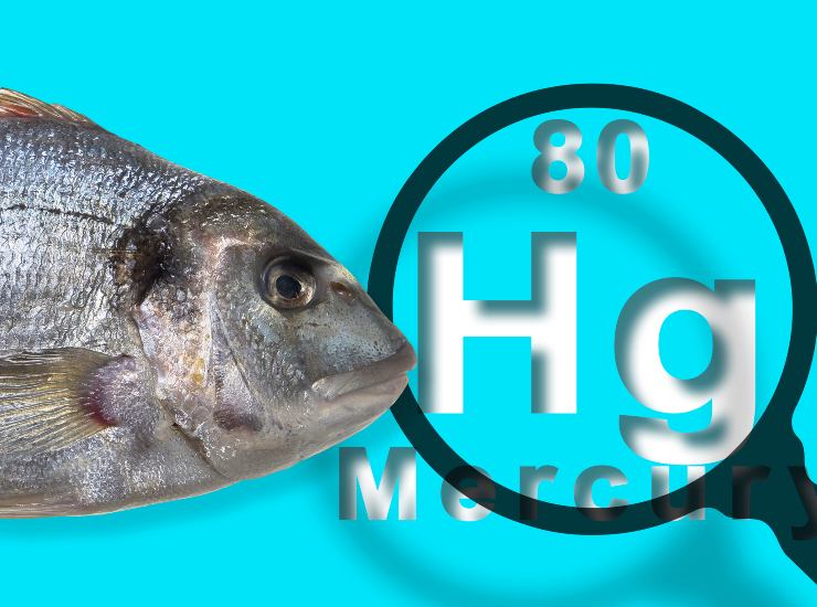 Il mercurio è un metallo pesante che contamina le specie marine