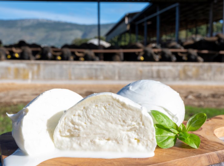 La mozzarella di bufala anche a dieta