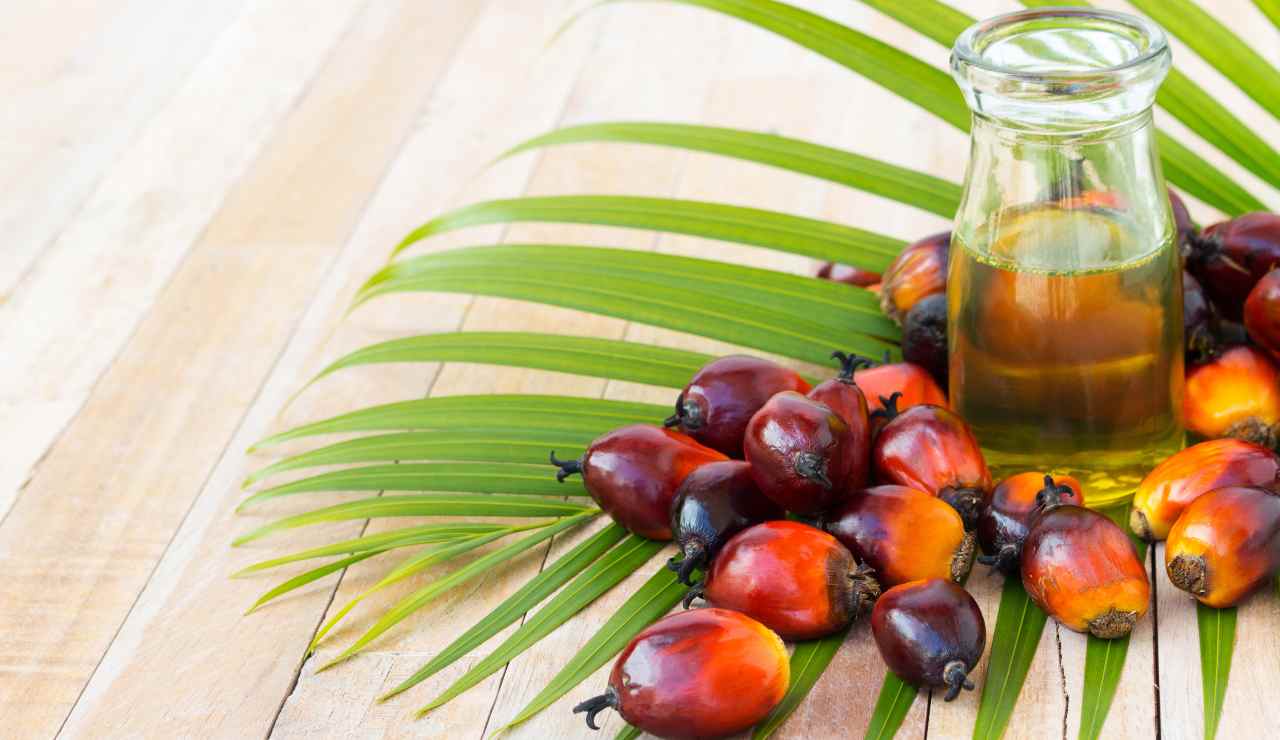 L'olio di palma fa male o bene vegetali