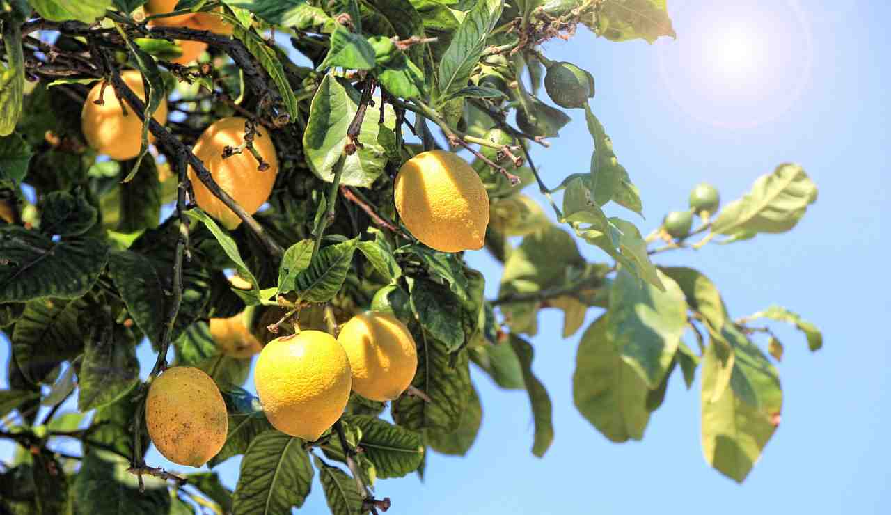Gli effetti del limone sul corpo umano