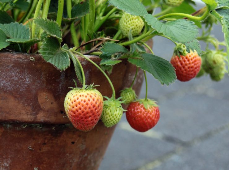 Fragole in vaso