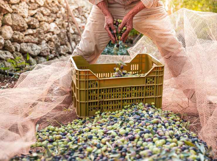 La raccolta stagionale delle olive in Puglia