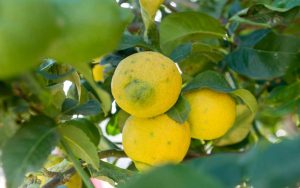 Fertilizzante per limoni