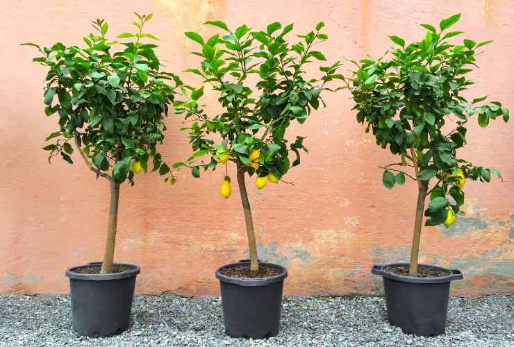 Fertilizzante per limoni