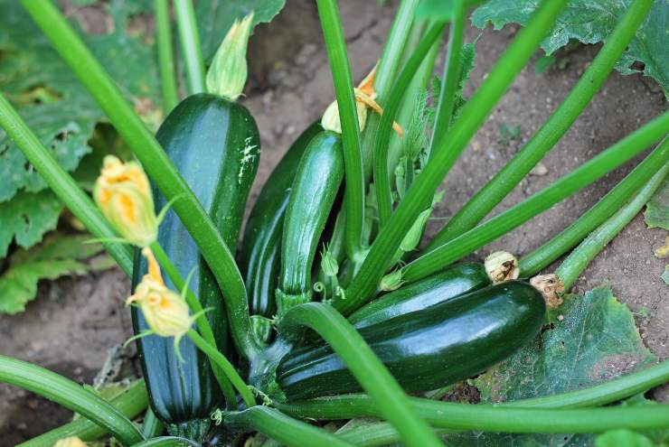 Zucchine nell'orto